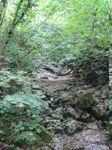 A piecehttp://localhost:5173/images/photos/2006.%20Croatia%20(Lovran,%20Rijeka)/156.jpg of forest, just up the hill